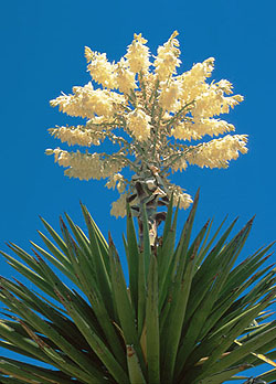 Giant Dagger Yucca plant in Big Bend National Park, Texas