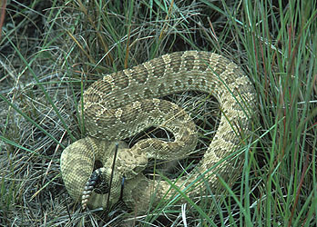 Rattlesnake in Ash Hollow State Historic Park near Lewellen, Nebraska