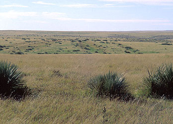 Santa Fe trail Ruts near Camp Nichol's on Cimarron County Cutoff on ...